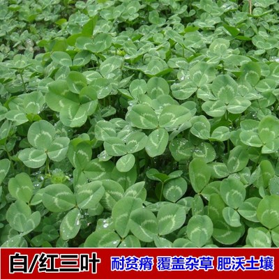 白三叶草种子红三叶草种公路绿化种果园绿肥车轴草草籽种四季常绿图2