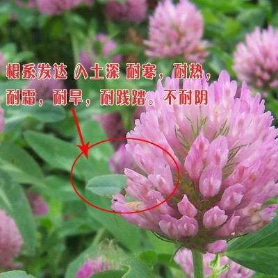 白三叶草种子红三叶草种公路绿化种果园绿肥车轴草草籽种四季常绿图3