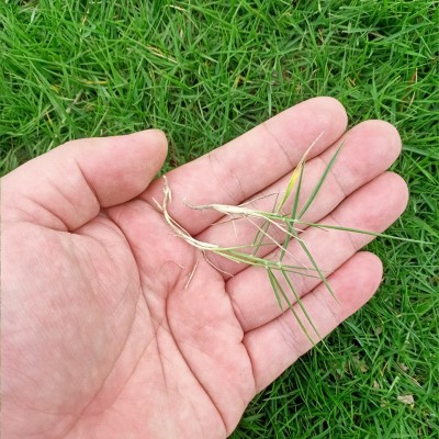 绿化草籽矮生四季常青狗牙根马尼拉高羊茅百慕大护坡固土草坪种子图6