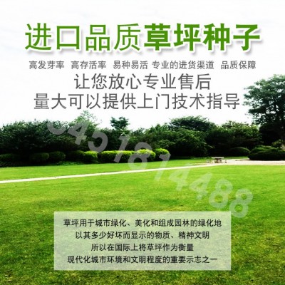 绿化草籽矮生四季常青狗牙根马尼拉高羊茅百慕大护坡固土草坪种子图4
