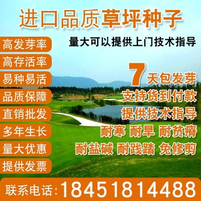 绿化草籽矮生四季常青狗牙根马尼拉高羊茅百慕大护坡固土草坪种子图3