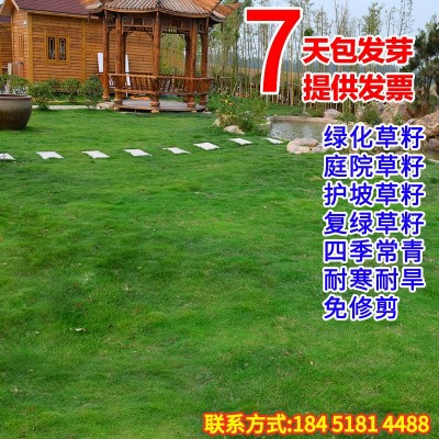绿化草籽矮生四季常青狗牙根马尼拉高羊茅百慕大护坡固土草坪种子图2
