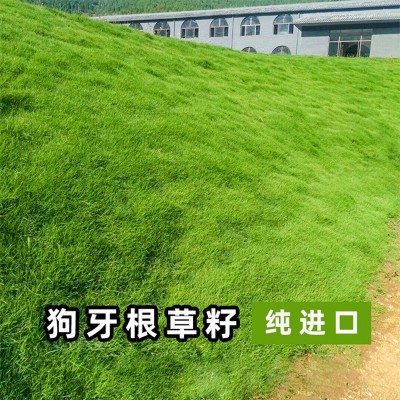 进口狗牙根草籽净子铁线草巴根草狗牙草耐旱匍匐型多年生草坪种子图4
