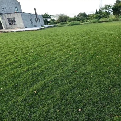 进口狗牙根草籽净子铁线草巴根草狗牙草耐旱匍匐型多年生草坪种子图2