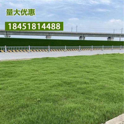 进口狗牙根草籽净子铁线草巴根草狗牙草耐旱匍匐型多年生草坪种子图5