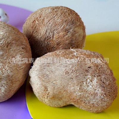 【散货猴头菇】食用菌原产地厂家批发个大毛长菌菇猴头菇干货图3