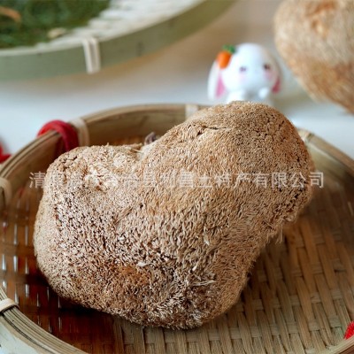 【散货猴头菇】食用菌原产地厂家批发个大毛长菌菇猴头菇干货图4