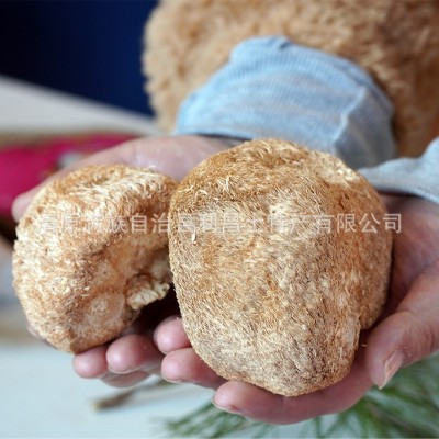 【散货猴头菇】食用菌原产地厂家批发个大毛长菌菇猴头菇干货图2