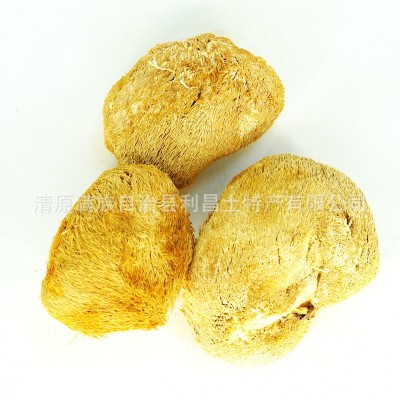 【散货猴头菇】食用菌原产地厂家批发个大毛长菌菇猴头菇干货图5