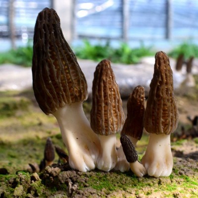 现采现发羊肚菌 煲汤食材食用菌 产地供应500g/袋饱满菌菇羊肚菌图3