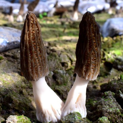 现采现发羊肚菌 煲汤食材食用菌 产地供应500g/袋饱满菌菇羊肚菌图4