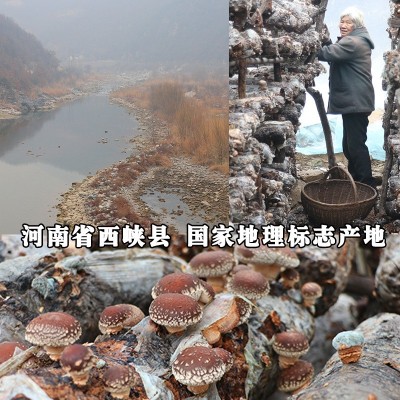 西峡椴木小香菇干货500g散装农家金钱菇冬菇蘑菇南北干货食用菌菇图5