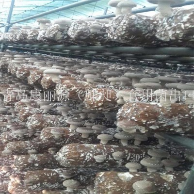 中国出口香菇菌棒香菇菌包蘑菇菌丝平菇菌棒图2