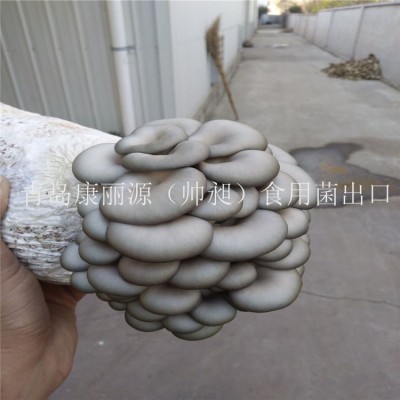 中国出口香菇菌棒香菇菌包蘑菇菌丝平菇菌棒图5