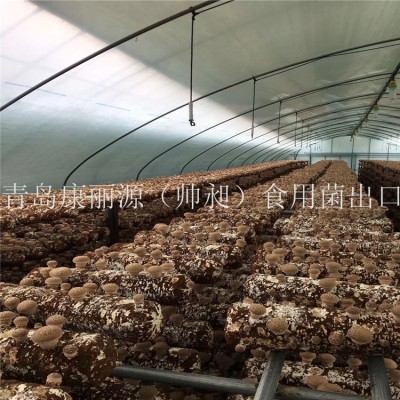 中国出口香菇菌棒香菇菌包蘑菇菌丝平菇菌棒图3