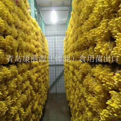 中国出口香菇菌棒香菇菌包蘑菇菌丝平菇菌棒图4