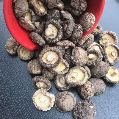 【一件代发】 农家肉厚干香菇 河南西峡金钱菇剪角大香菇特产批发图3