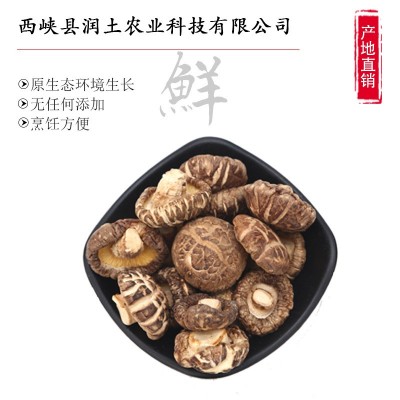 新货2-3-5cm花菇干货500g 西峡香菇干食用菌椴木蘑菇批发图3