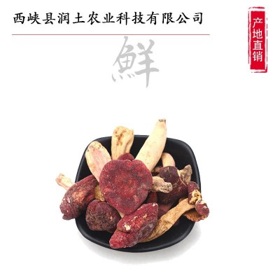 2023新货小红菇干货红蘑菇红姑月子菇红椎菌250g（半斤一袋）图3