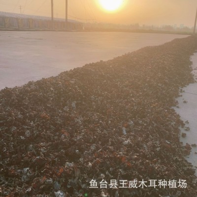 白背木耳小木耳水洗去沙无渣干度好规格多选山东小木耳白背木耳图4