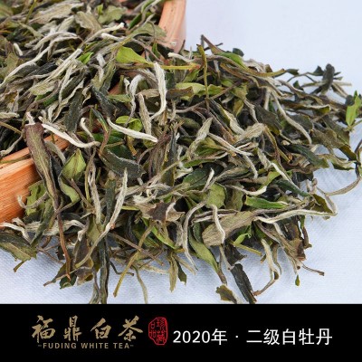 福鼎厂家直销福 鼎 白茶磻溪高山二级白牡丹茶叶500g批发图2