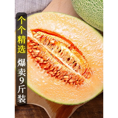 正宗新疆哈密瓜香瓜10斤脆甜瓜新鲜水果当季原产地发货网纹瓜图4