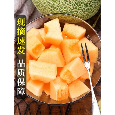 正宗新疆哈密瓜香瓜10斤脆甜瓜新鲜水果当季原产地发货网纹瓜图5