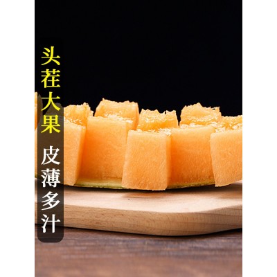 正宗新疆哈密瓜香瓜10斤脆甜瓜新鲜水果当季原产地发货网纹瓜图3