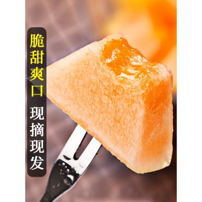 正宗新疆哈密瓜香瓜10斤脆甜瓜新鲜水果当季原产地发货网纹瓜图2