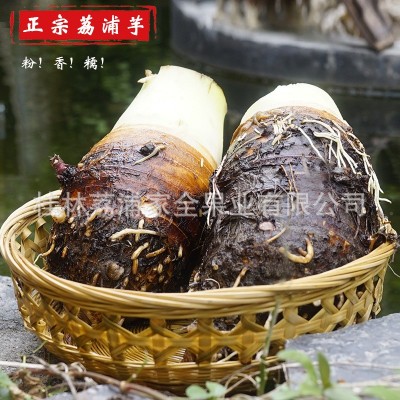广西荔浦芋头批发有机芋头槟榔芋新鲜生芋头现挖现发一件代发图2