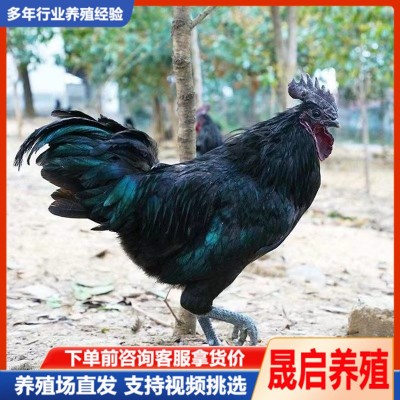 鸡苗批发脱温鸡苗活体批发价格成年产蛋五黑鸡活体养殖场哪里有图2