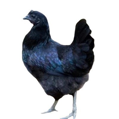 鸡苗批发脱温鸡苗活体批发价格成年产蛋五黑鸡活体养殖场哪里有图5
