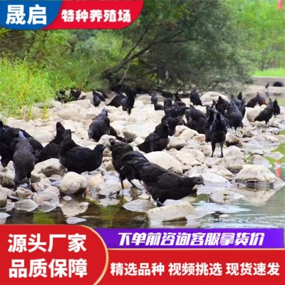 鸡苗批发脱温鸡苗活体批发价格成年产蛋五黑鸡活体养殖场哪里有图3