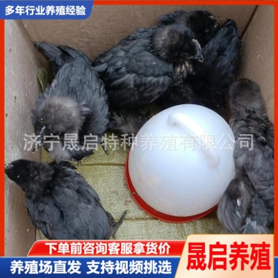 鸡苗批发脱温鸡苗活体批发价格成年产蛋五黑鸡活体养殖场哪里有图4