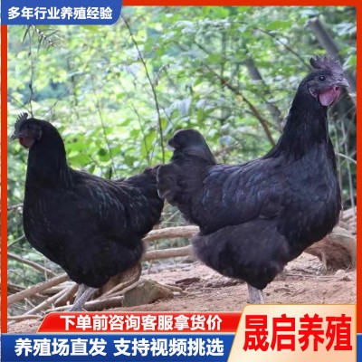 成年五黑鸡活体 绿壳蛋鸡苗活体出售价格 产蛋母鸡多少钱一只图3