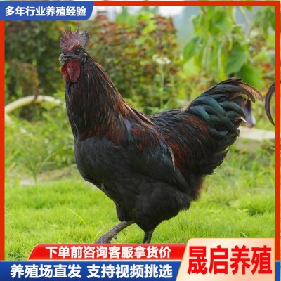 成年五黑鸡活体 绿壳蛋鸡苗活体出售价格 产蛋母鸡多少钱一只图4