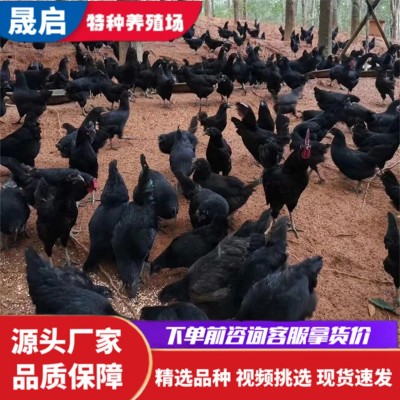 成年五黑母鸡活体绿壳蛋鸡脱温幼苗活体出售 鸡苗批发价格食用蛋图2