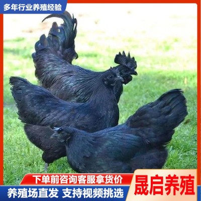 成年五黑母鸡活体绿壳蛋鸡脱温幼苗活体出售 鸡苗批发价格食用蛋图3