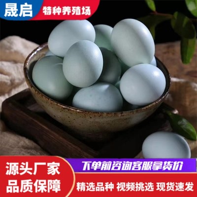 成年五黑母鸡活体绿壳蛋鸡脱温幼苗活体出售 鸡苗批发价格食用蛋图3