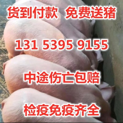 小猪批发价格 小猪仔批发价格 新仔猪批发价格行情图3
