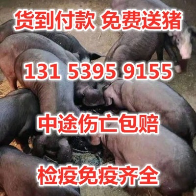 仔猪 仔猪批发 仔猪养猪场新价格 山东大养猪场批发图2