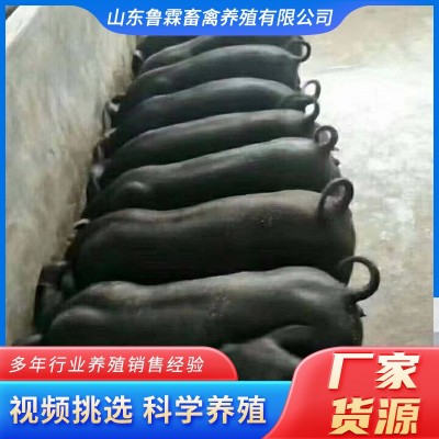 常年批发土黑猪苗大体黑猪农家散养黑猪苗黑猪幼崽跑山猪活猪苗图5