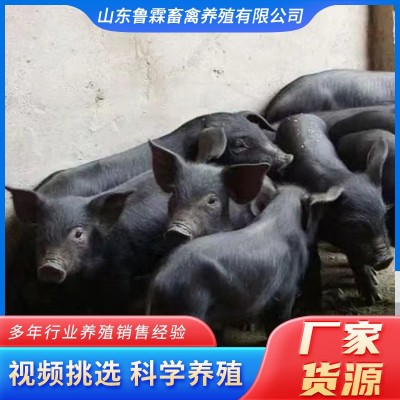 常年批发土黑猪苗大体黑猪农家散养黑猪苗黑猪幼崽跑山猪活猪苗图2