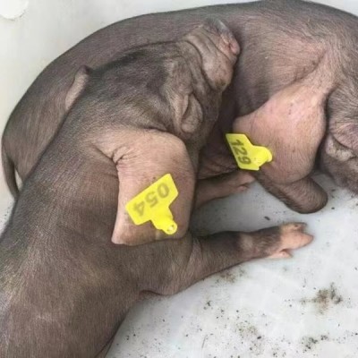 养殖场供应纯种太湖母猪 批发苏太黑猪苗 梅山猪苗纯种太湖小母猪图2