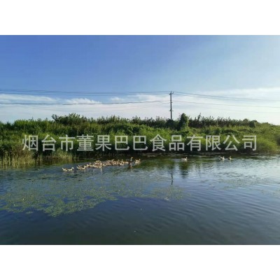 金秋礼秋月梨花好月圆中秋超大多汁甜无渣烟台产地一件代发莱阳梨图5