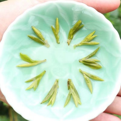新茶明前醇香霍山黄芽黄茶茶叶散装批发量大从优图4
