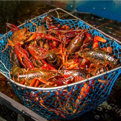 现货鲜活小龙虾批发湖北淡水养殖小龙虾酒店餐厅监利青红稻田龙虾图4