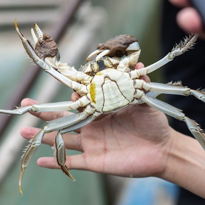 鲜活大闸蟹 河蟹湖北洪湖淡水鲜活蟹散养批发团购螃蟹 大闸蟹礼盒图3