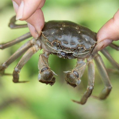 大闸蟹鲜活 全母2两8只装大闸蟹湖北洪湖清水现货 满膏螃蟹图4