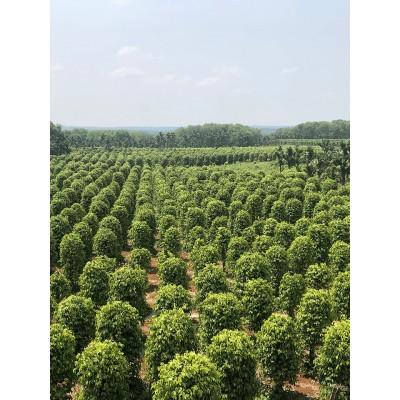 正宗海南白胡椒颗粒散装当季新品500g装调味料农场直供批发图3